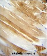 IHC-P - NUCL Antibody AM1824a